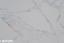 CALACATTA AURUM