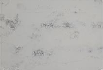 WINTER SNOW