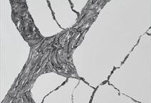 CALACATTA TREE